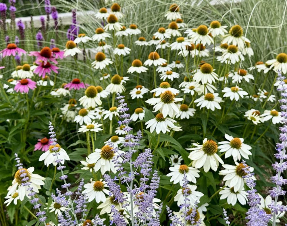 Flowers in garden